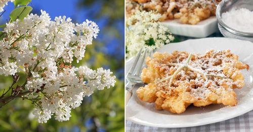 Friterad fläder med sirap och florsocker. Foto: Istock
