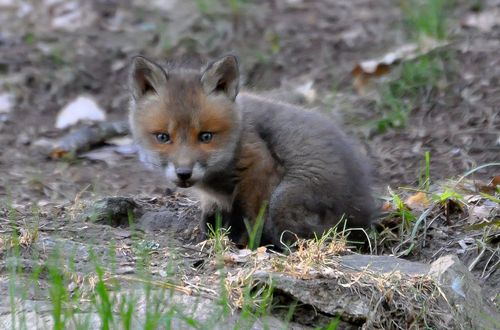 En rävunge utan för sitt gryt är såklart söt som socker men även ett hälsotecken.