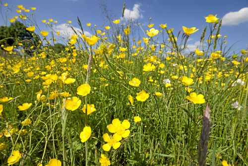 Solgult att spara. Smörblomman blir fin eternell.
