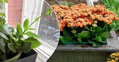Utan tillväxthämmare och med. När vårelden får växa som den vill blir blomstänglarna längre och blomflockarna mindre kompakta. Behandlade plantor blir knubbiga och blomtäta. Foto IBL/Kristina Bäckström
