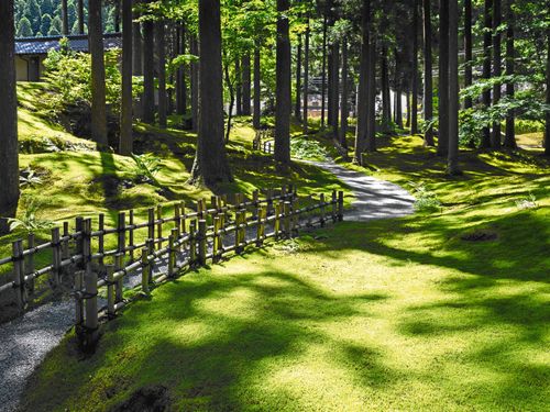 En fantastisk mossmatta i trädgården ”Visdomens skog” utanför Komatsu i Japan.