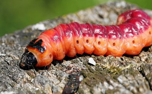 Larven är just nu ute och letar efter en bra plats där den kan gräva ner sig inför vintern.