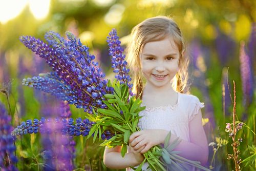 Kom igen! Nu tar vi dem! Plocka, gräv och slå bort lupinerna för ängsväxternas skull.