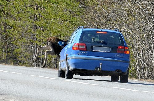 Föraren tog det tack och lov lugnt och vid det här tillfället klarade sig både älg och människa. Men nära var det!