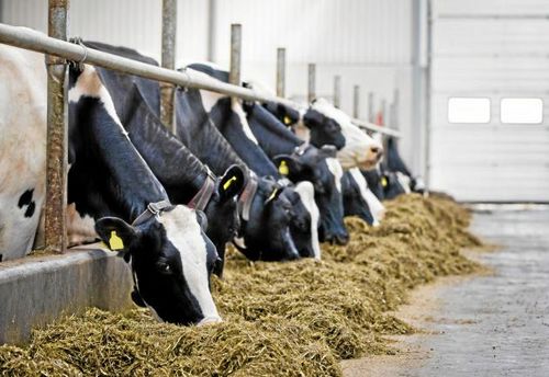 För att nå 100 procent behövs 127 000 fler mjölkkor, vilket skulle generera 9 000 nya jobb på landsbygden.