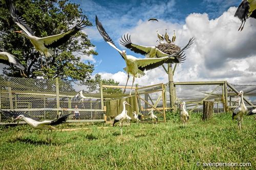 De unga storkarna släpps fria för första gången i sina liv, i skånska Hemmestorp i Sjöbo kommun.