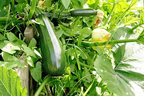 Squash eller zucchini? Det är frågan.