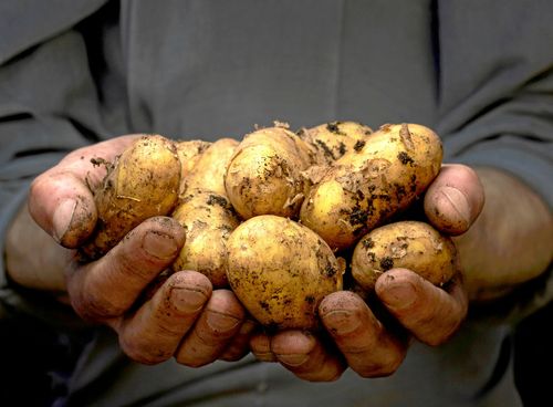 Potatisen kan bli rekorddyr i vinter till följd av sommarens torka.