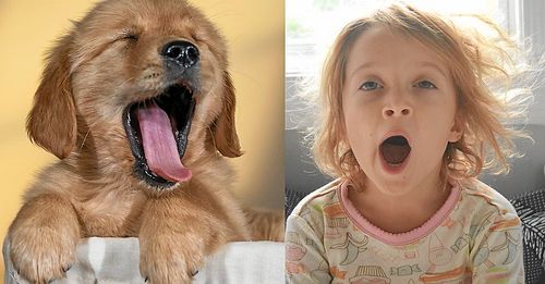 Både djur och människor har lätt för att bli smittade av gäspningar.