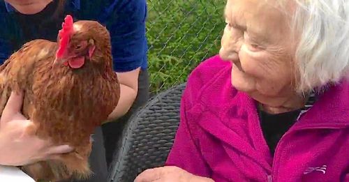 Hönslycka på Ölmegården i Kristinehamn.