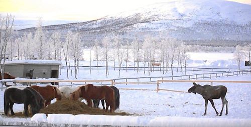 Svälten gör att älgarna vågar närma sig hagen trots att hästarna är kvar där.