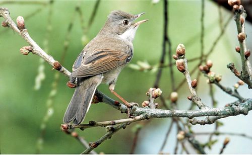 Sjungande törnsångare.