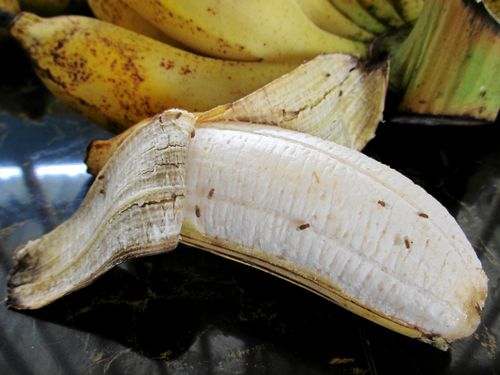 Fruktflugor bland bananerna. Lite läbbiga men också lite nyttiga.