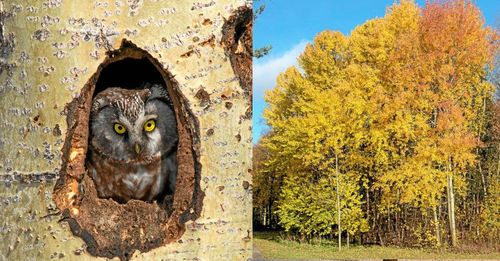 Spillkråka hackar gärna ut bohål i gamla aspar. Boplatsen kan under ett följande år tas över av pärluggla.