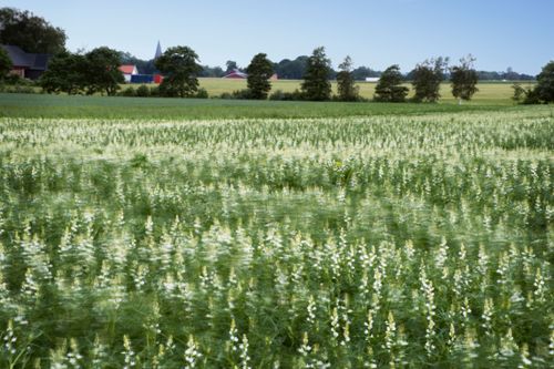 Lupiner - kan det vara nästa råvara i matlagningen? Odlingar pågår på flera ställen i Sverige.
