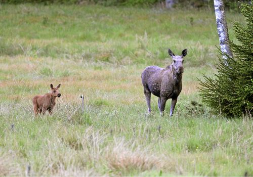 Jägarna har märkt att årets älgkalvar är färre och klenare än vanligt.