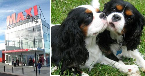 På Ica Maxi i Östersund har man en smart lösning för att undvika att hundar behöver sitta i sommarvarma bilar