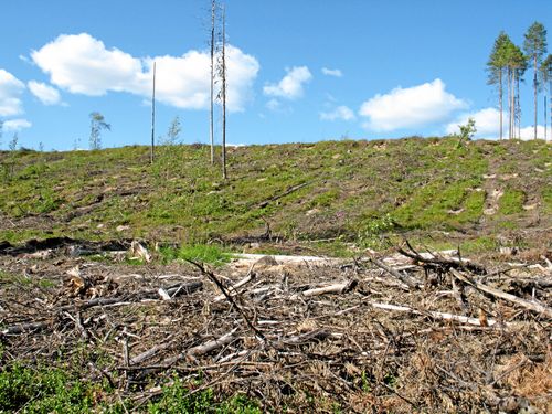 Svenska och utländska reseföretag anser att det har blivit svårare att hitta skogar för besökare att vandra i.