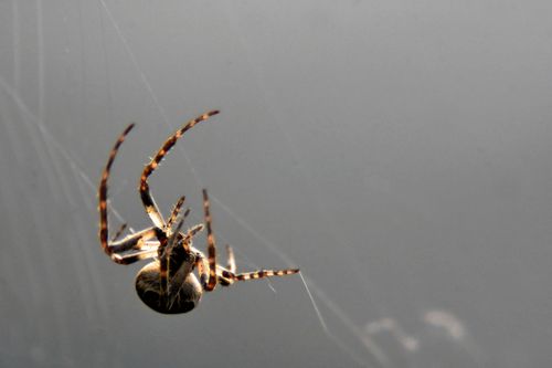 Spindlar har en viktig funktion i ekosystemet och har många intressanta sätt att överleva i naturen.