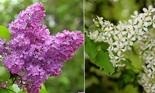 Är tiden ur led när hägg och syren blommar samtidigt?