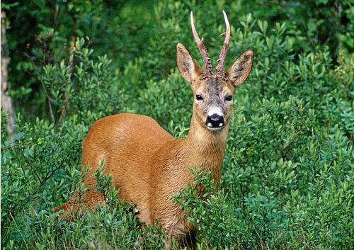 Den 16 augusti börjar jakten på råbock. Det finns skäl att ta extra hänsyn efter sommarens plågsamma värme.