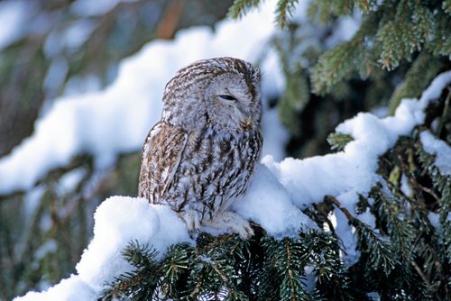 Kattuggla (bilden) och hornugglor sitter inte gärna exponerade i fullt dagsljus. Det kan vara ett tecken på att de är försvagade.