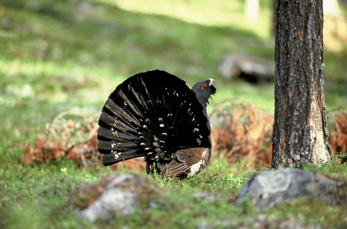 Tjädern sägs nu minska kraftigt i Sverige enligt ideella Tjäderkommittén Tjäderobservatörerna.