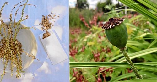 Höstfest för fröglada. När fröna mognat är det dags att samla för nästa år. Foto: Kristina Bäckström
