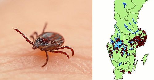 Fallen av TBE, virusorsakad hjärninflammation, ökar stadigt i Sverige.