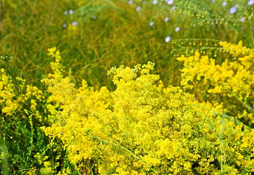 Gulmåran behöver hjälp. Slå gärna vägkanter med lie för att ge den en torr, näringsfattig plats att leva på.
