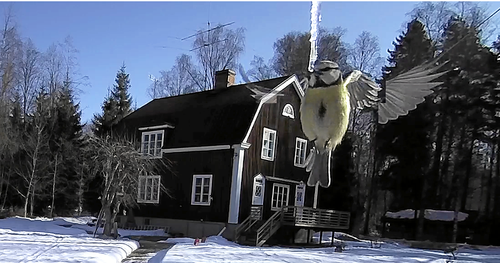 Den 2 april fångade övervakningskameran den här bilden på en törstig blåmes.