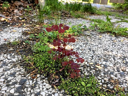Tittut! Mellan stenplattorna i grusgången kikar den upp. Grattis, till en liten söt och god oxalis.
