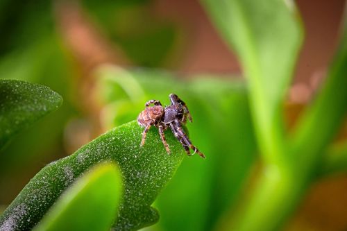 Spindlar är både rovdjur och skadedjursbekämpare – ett kryp att hålla sig väl med.