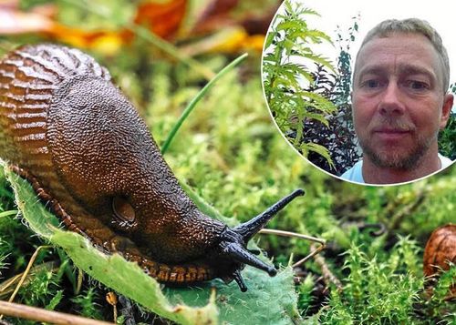 Henrik Bodin tror att det kan bli färre mördarsniglar än normalt i sommar.