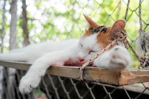 Hylla i stället för vingel i träden. Foto: IBL