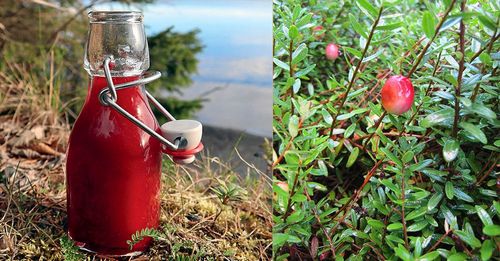 Antioxidantdrink med tranbär och kombucha är rena hälsokicken.