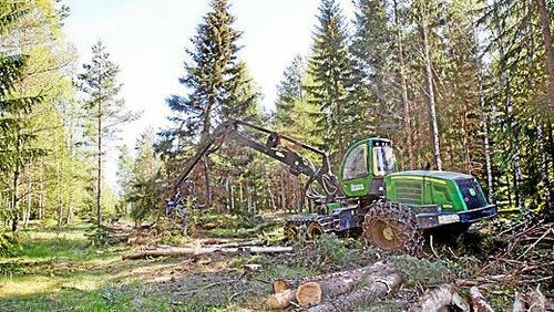 Skogsbruk som bedrivs på våren spolierar många fåglars häckning, enligt svenska och norska ornitologer.