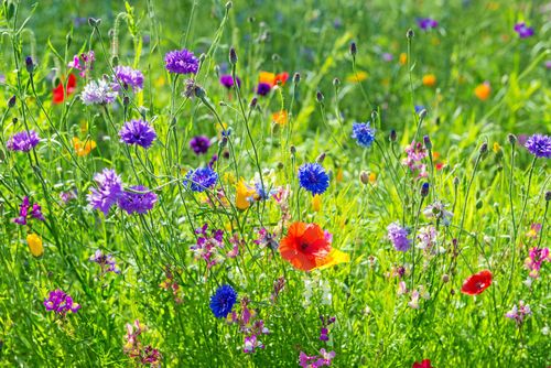 Underbara trädgårdar över hela Sverige visar upp sig den 21 juli - var med du också!