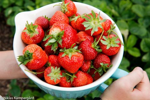 Jordgubbar till midsommar är självklart - men hur mycket blir det det?