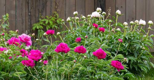Med pioner blir trädgården mustig och varm.