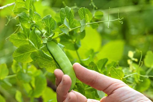 Bönor och andra baljväxter är bra bland annat för ditt hjärta, dina tarmar och din vikt.