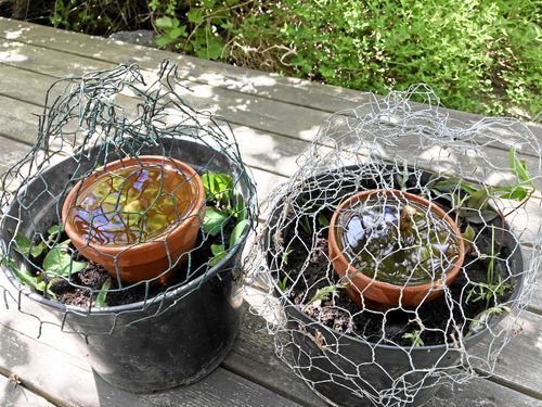 Fult men smart. Så här ger du sommarens sticklingar av buskar och perenner bästa starten.